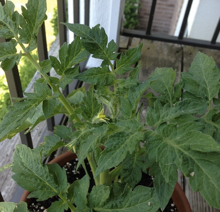 Tomato plant is finally flowering, which can only mean one thing — fresh tomatoes will soon grace my kitchen. 